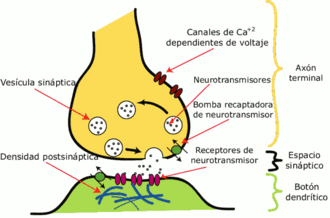 Neuroplasticidad